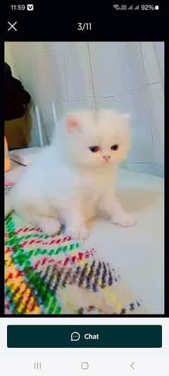 persian
