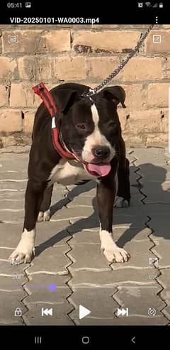 show class pitbull purity guaranteed