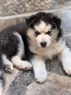 Siberian