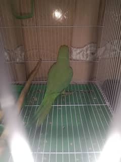 urgent sale parrot with new cage