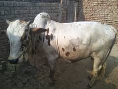 Bull