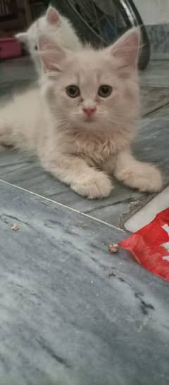 2 months old persian kittens semi punch face