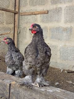 buff chicks
