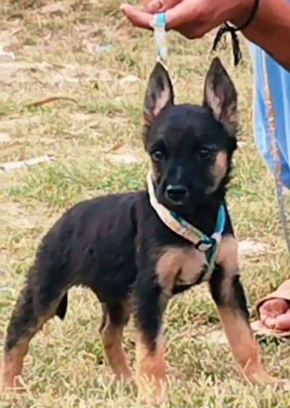 king Shepherd male available for sale 0