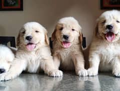 Pedigreed Golden Retriever puppies