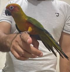 Sunconure