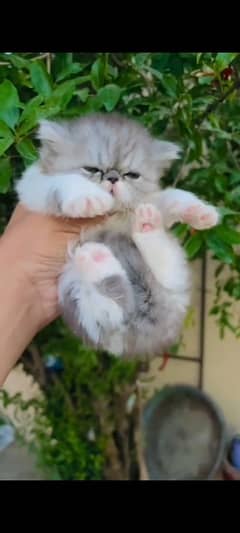 pikki