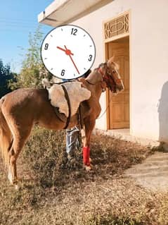 Dasi horse | Ghori | horse | گھوڑا | Dasi Ghora