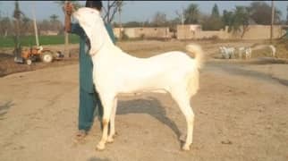 Desi Bakra Urgent For Sale WhatsApp On 0313,4194,019