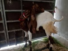 goat for sell