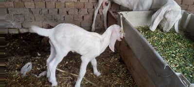 naslee bakree with baby