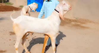 Desi Bakra For Sale CALL _+03221442364