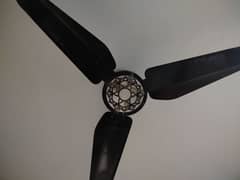 fan