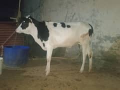 bchri for sale demand