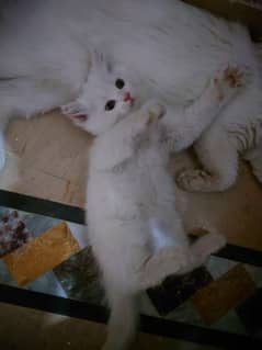 Persian kittens pair