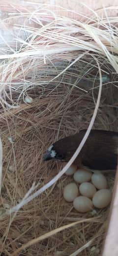 benglise finch breeder