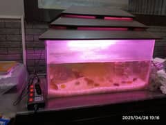 Aquarium 2 feet x 1 feet