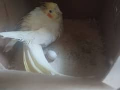 3 breeding pairs total seven parrots