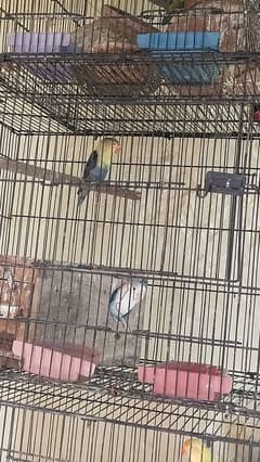 Khusoort love birds Har qisam ki 100%granty h