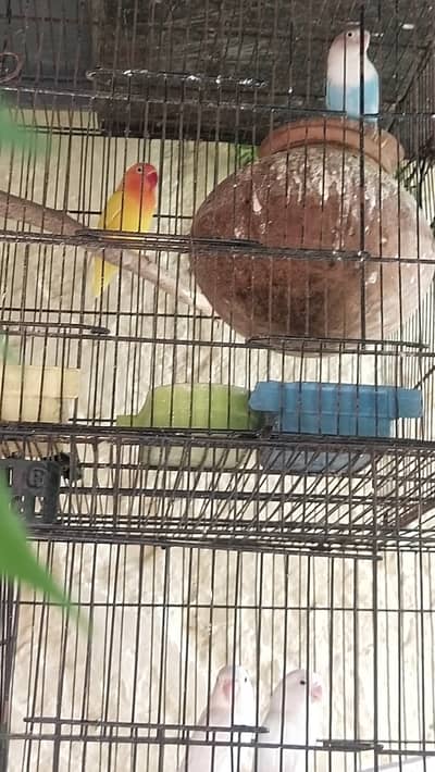 Khusoort love birds Har qisam ki 100%granty h