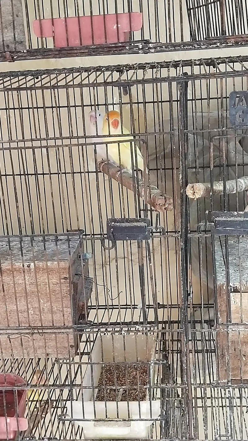 Khubsoort love birds Har qisam ki 100%granty h — photo 3
