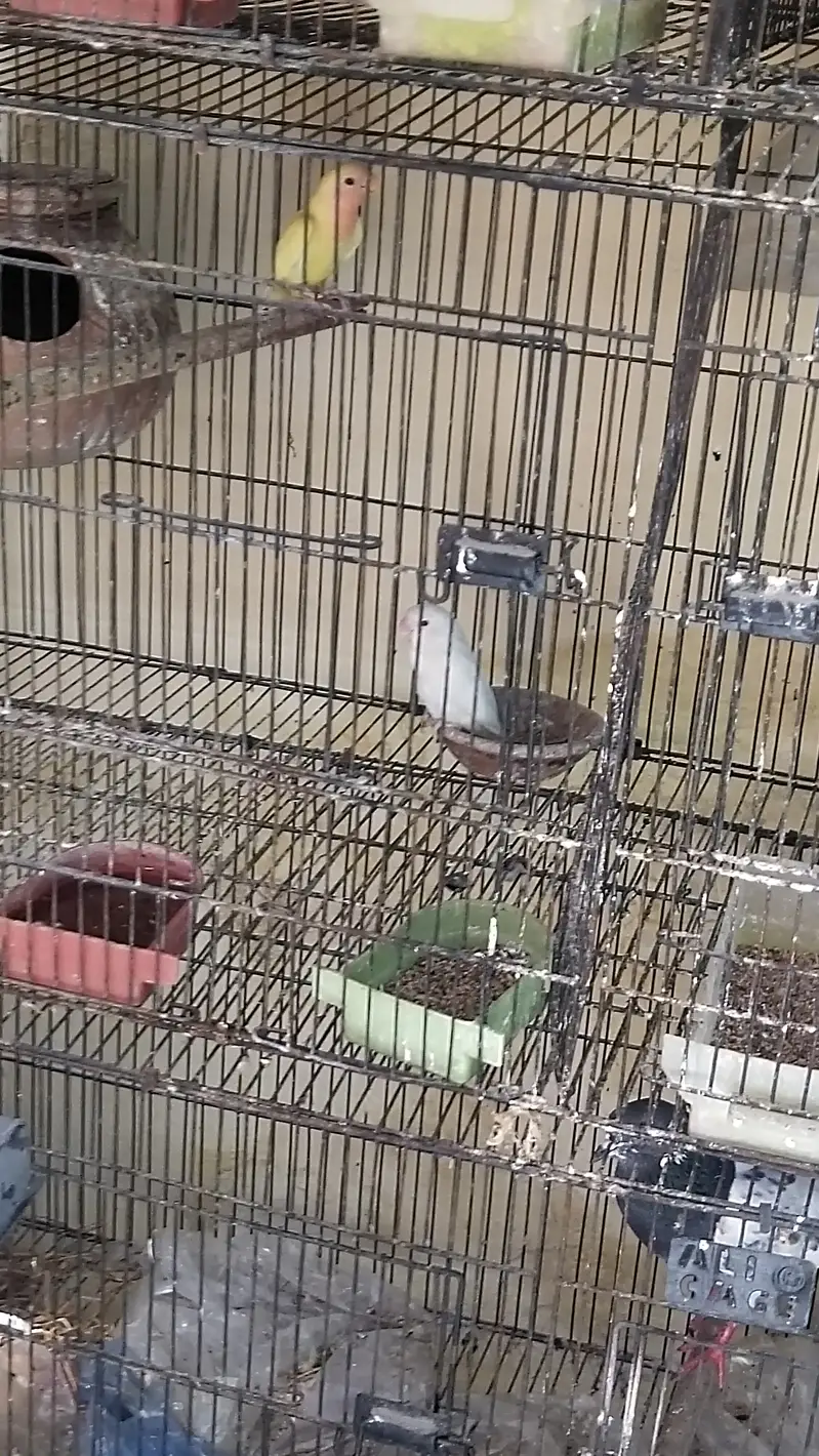 Khubsoort love birds Har qisam ki 100%granty h — photo 4