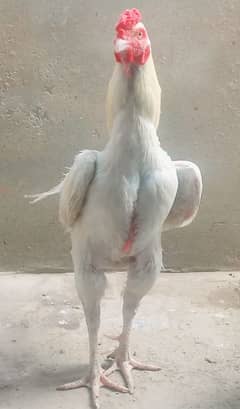 Heera Breeder Heera Chick's