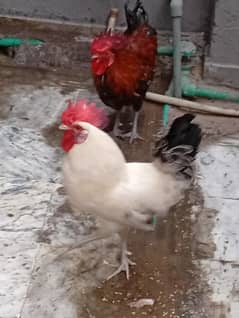 Hens For Sale