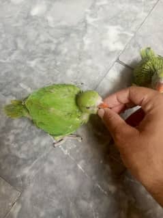 green