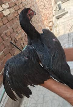 Shamo | Aseel Shamoo | Black Shamo | O Shamo | German Shamo