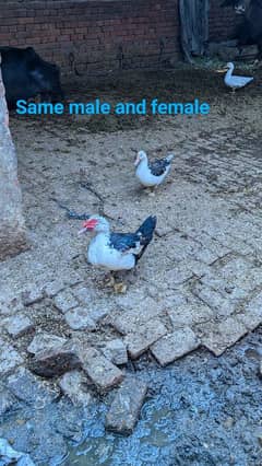 Muscovy