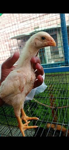 Top quality shamo chicks