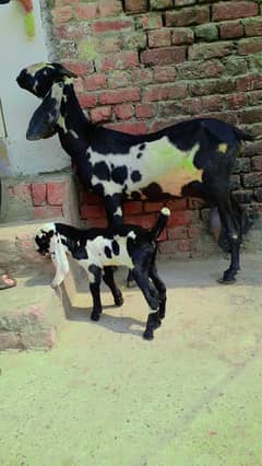 Bital