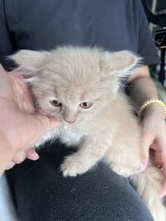 Persian kittens /triple coated / cute