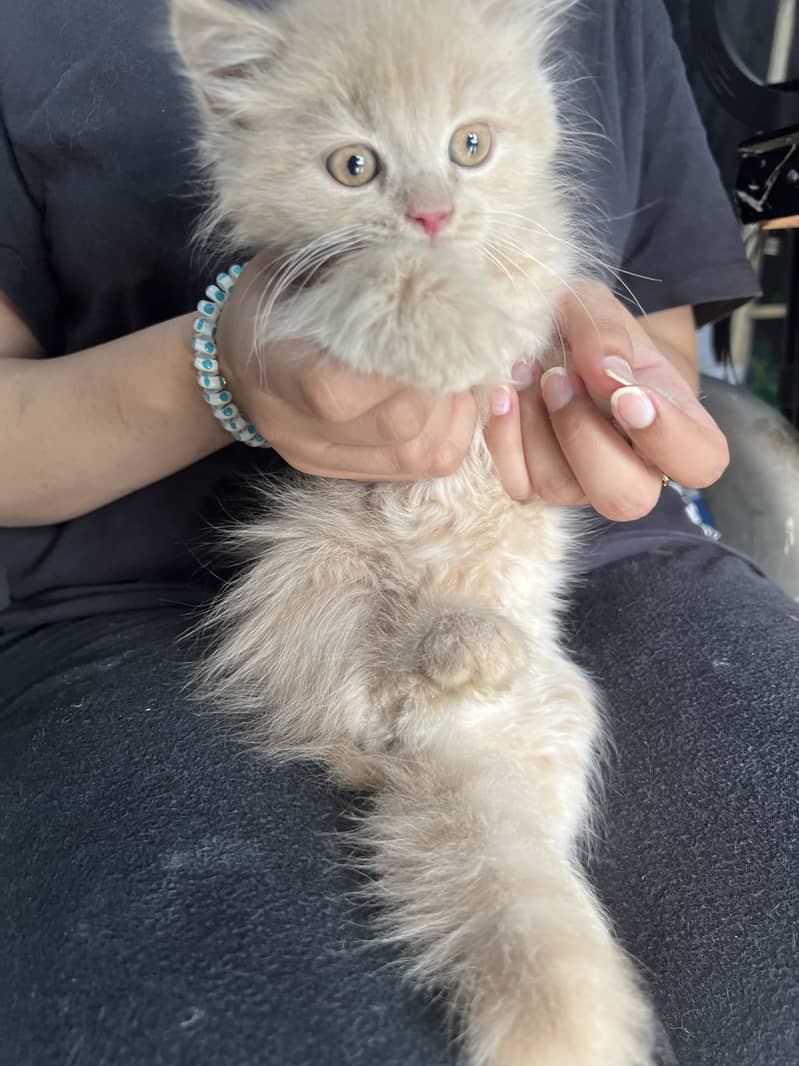 Persian rag doll kitten  on urgent sale 4