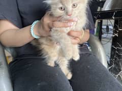 Persian