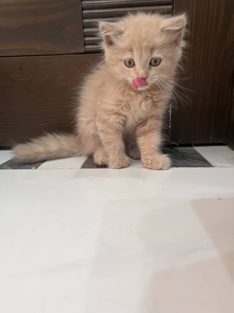 Persian rag doll kitten  on urgent sale 3