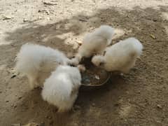 silkie chicks approx 4 months total sub 14k