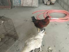murga