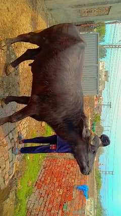 bachra katta for sale in Lahore