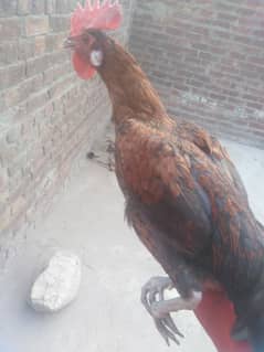 Desi