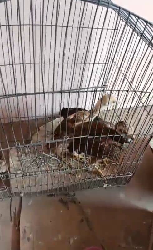 lakha chick sindi murgi aseel murgi 0