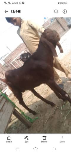 5 female 2 mail bahut acche janwar hybrid