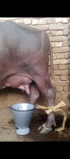 Garhi bhens (bhoori ) with bachhra female