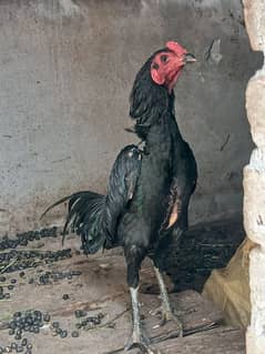 Aseel tarad pair murgi murga