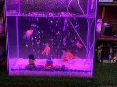 Fish