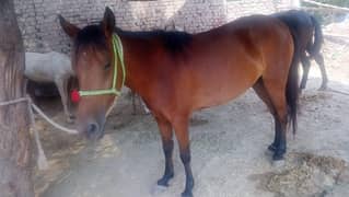 Dasi nukra horse | Ghora | horse | گھوڑا | Dasi Ghora