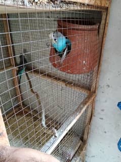 Australian breeder pair