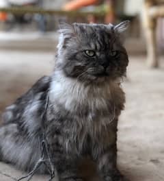persian cat