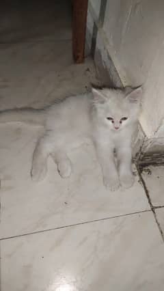 10k . . white Persian 65days age beautifull